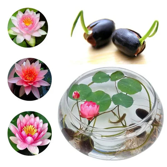 Premium Lotus Flower Seeds | Pack of 50 pcs + 3 Multipurpose Wire Dishwashing Rags FREE