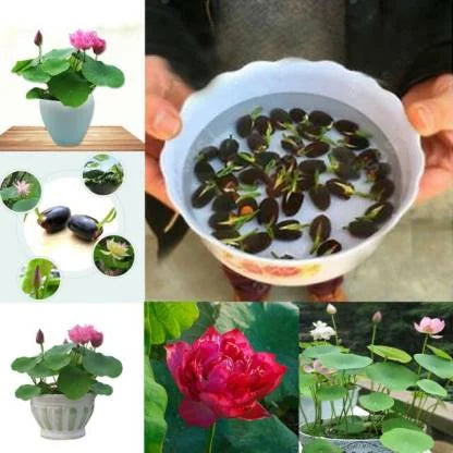 Premium Lotus Flower Seeds | Pack of 50 pcs + 3 Multipurpose Wire Dishwashing Rags FREE