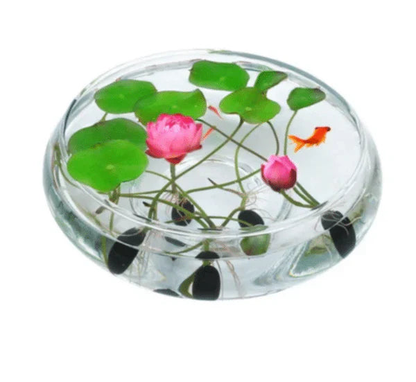 Premium Lotus Flower Seeds | Pack of 50 pcs + 3 Multipurpose Wire Dishwashing Rags FREE