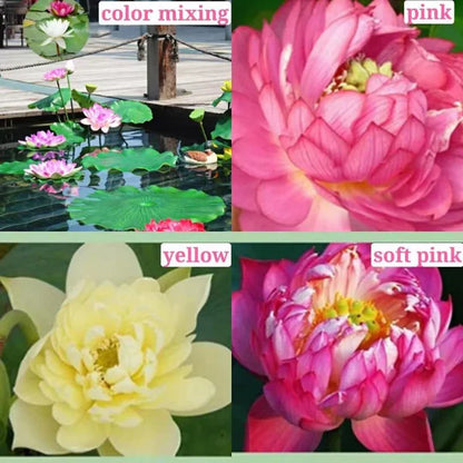 Premium Lotus Flower Seeds | Pack of 50 pcs + 3 Multipurpose Wire Dishwashing Rags FREE